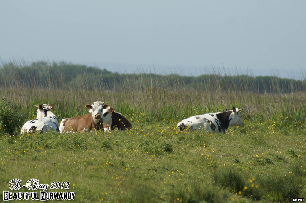 Cows near Utah Beach